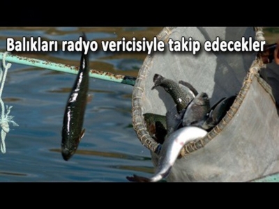 Balıkları radyo vericisiyle takip edecekler