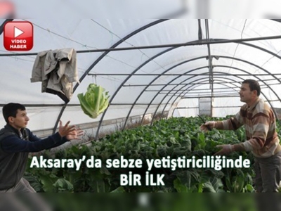 Aksarayda karnabahar yetiştirildi