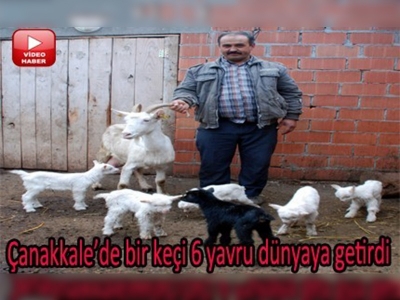 Bir batında 6 yavru