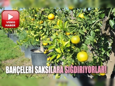 Narenciye ağaçları donmaktan kurtuldu