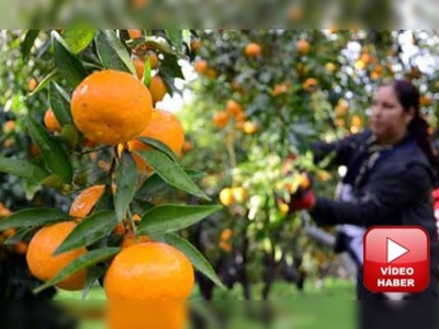 Mandalina kabuğundan yağ üretilecek