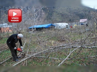 Fındık yerine kivi