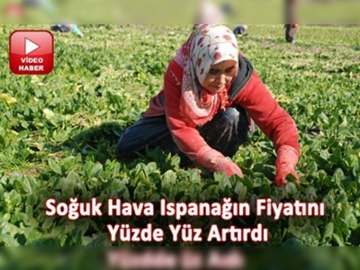 Soğuk hava, Osmaniyeli çiftçiye yaradı