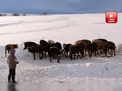 Ardahana Kar Bereketi