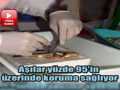 KTÜ'de balık aşısı üretildi