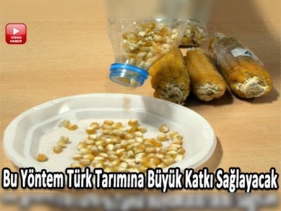 Mısırı daha az suyla yetiştirmeyi başardılar