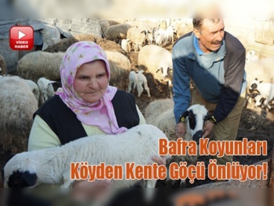 Göçe karşı Bafra Koyunu