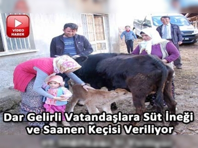 Dar gelirli vatandaşlara süt ineği ve saanen keçisi veriliyor