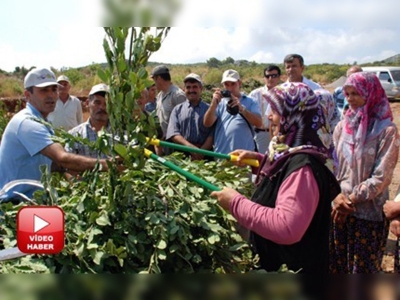 TAGEM Projesi köylüye kazanç, ekonomiye katkı sağlıyor