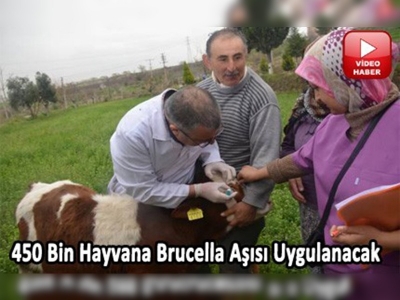 Denizlide brucella ve kuduz aşılama kampanyaları devam ediyor