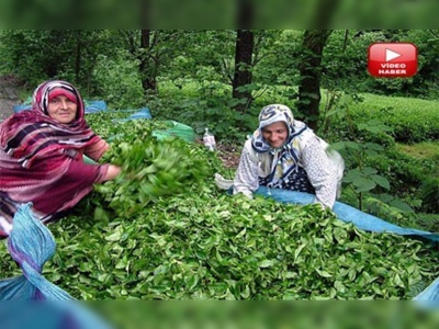 Yaş çay destekleme primi ödemeleri başladı