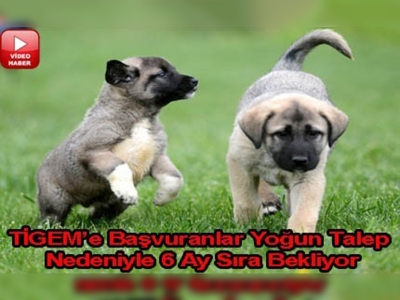 Kangal yavrusuna talep patlaması