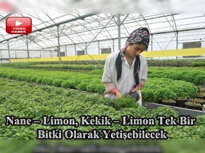 Nane ve limon artık tek bitkide