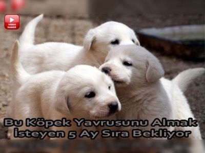 Akbaş çoban köpeklerine yoğun ilgi