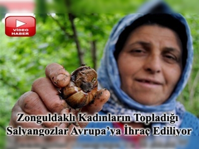 Avrupalılar için salyangoz topluyorlar 