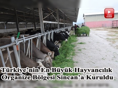 Ankaraya hayvancılık organize bölgesi