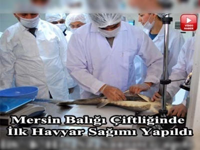 Adana dünyaya havyar ihraç edecek