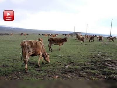 Ardahan ve Karsta  şap karantinası