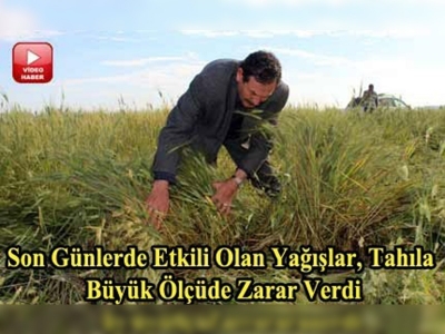 Yağışlar, Harran çiftçisine yaramadı