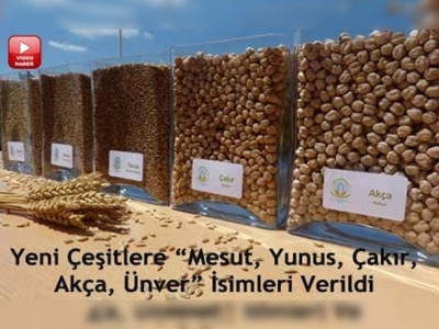 Tarımsal üretime yeni çeşitler