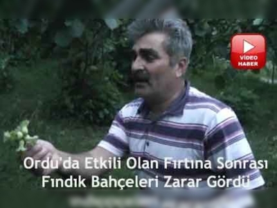 Fırtına fındığa zarar verdi