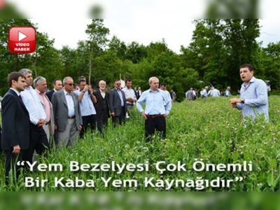 Samsunda yem bezelyesi tarla günü