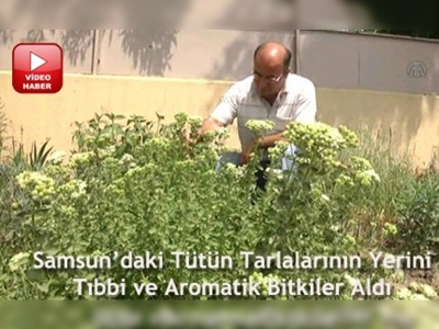 Tütün yerine tıbbi ve aromatik bitki