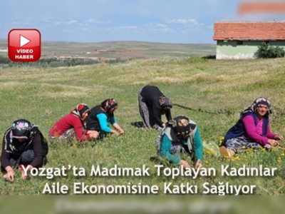 Madımak, köylerde geçim kaynağı oldu