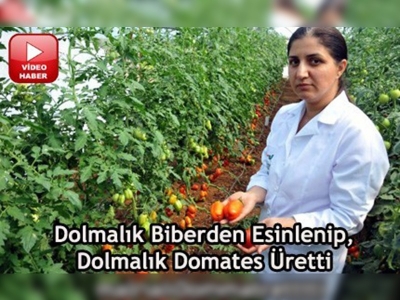 Dolmalık domates üretildi