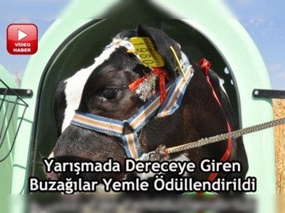 Konyada kuzu ve buzağı güzellik yarışması 