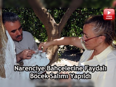 Narenciye bahçelerini 