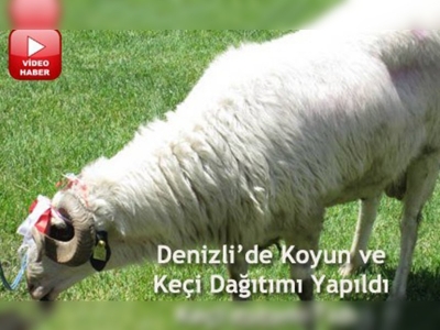 Koyun ve keçi verimliliğinin arttırılması projesi devam ediyor