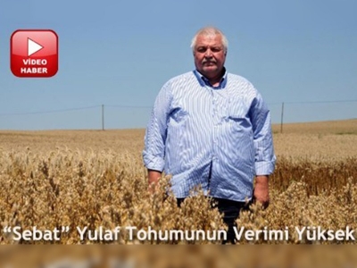 Yerli yulaf tohumu yüz güldürüyor 