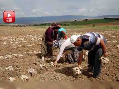 Sarımsak hasadı başladı