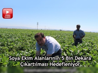 Kahramanmaraşta soya tarımı gelişiyor