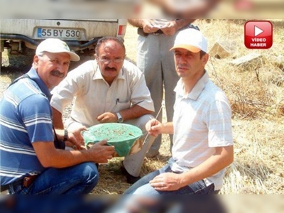 Burhaniyede zeytin sineği sayımına başlandı