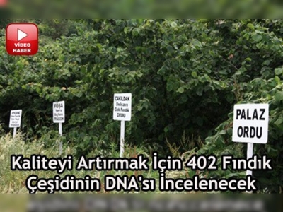 Giresunda fındığın DNA'sı çıkarılacak 