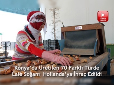 Türkiyeden Hollandaya lale soğanı ihracatı