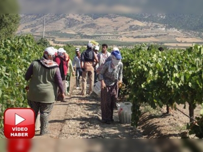 Denizlide Sultani üzüm hasadı başladı