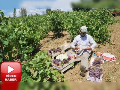 Tekirdağ'da ''bağ bozumu'' heyecanı