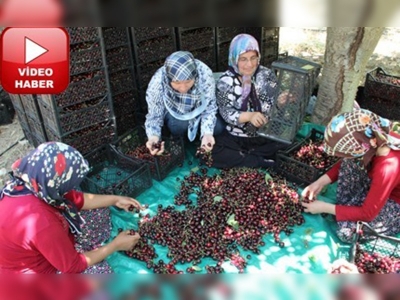 Kahramanmaraşta son kiraz hasadı