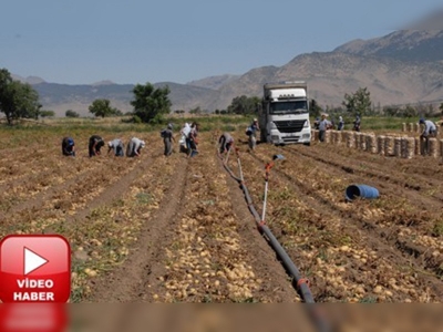 Turfanda patates fiyatı yüz güldürüyor