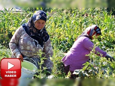 Amasyanın gözdesi çiçek bamyası 