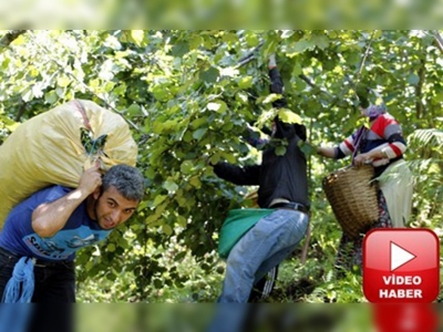 Ordu fındığı kuraklık tehlikesiyle karşı karşıya