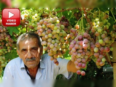 Daha fazla çekirdekli sofralık üzüm yetiştirin