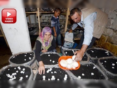 Karsta ilk kültür mantar yetiştiricisi bir kadın