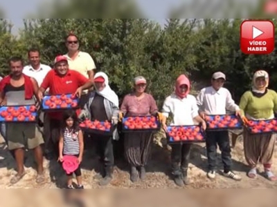 Silifkede yılın ilk nar hasadı yapıldı