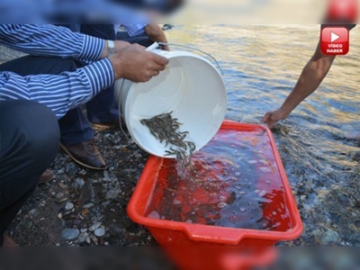 Kırmızı benekli alabalıklar doğayla buluştu 