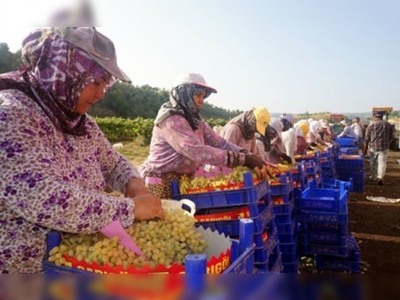 Manisada üzüm hasadı başladı