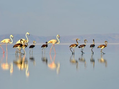 Flamingo cenneti  Tuz Gölü